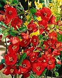 Chaenomeles 'Nicoline' 40-60 cm – Winterhart, Mehrjährig, Pflegeleicht –...