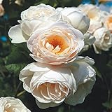 Kletterrose Uetersener Klosterrose creme-weiß - Kletter-Rose duftend - Pflanze...