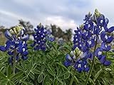 150 Samen Blaue Bitter Lupine Lupinus angustifolius natürliche Düngung Blumen