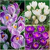 Krokusse zwiebeln winterhart,Krokuszwiebeln kaufen,krokusse blumenzwiebeln...