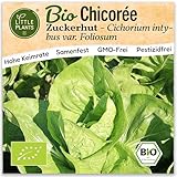 Little Plants BIO Chicoree Samen 200 Chicoreesamen Zuckerhut Zichorie...