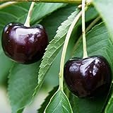 Oktavia aromatische dunkelrote platzfeste Süßkirsche Kirschbaum als Buschbaum...