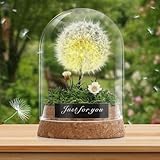 Pavlleen Wunschblume -Echte Pusteblume im Glass, Deko Geschenke im Glas, Blumen...