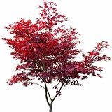 1 Roter Fächerahorn 60-80cm im Topf Ahorn Acer palmatum 'Atropurpureum