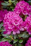 Rhododendron 'Nova Zembla' 40-50 cm - rote Blüten, Blütezeit Mai-Juni, ideal...