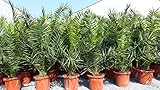gruenwaren jakubik Palme XXL 160-180 cm Phoenix canariensis, kanarische...