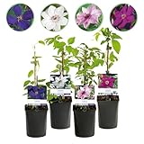 GreenboutiQ - Kletterpflanze - Clematis Rainbow - Blüte Rosa Weiß Lila Rot -...