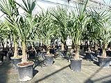 gruenwaren jakubik Trachycarpus fortunei 140 cm Palme Hanfpalme, winterhart bis...