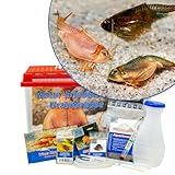 AQ4Aquaristik Triops Natur-Erlebnis-Set Urzeitkrebse mit Becken, Zuchtansatz,...