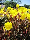 Nachtkerze Sonnenwende - Garten Nachtkerze - Oenothera tetragona Sonnenwende...