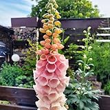 Fingerhut 'apricot' 100 Samen Digitalis 'Apricot'