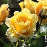 Kletterrose 'Sommergold ®' ist eine leuchtend goldgelbe und duftende Rose aus...