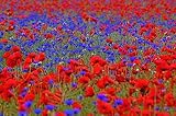 Mohn & Kornblumen Samen Mix. Blumenwiese, Bienenweide, Blumenmeer in Rot Blau....