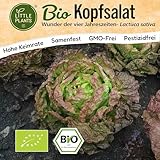 Little Plants BIO Kopfsalat Samen 375 Kopfsalatsamen Wunder der vier...