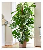 BALDUR Garten Monstera - Fensterblatt ca. 60-70 cm hoch, 1 Pflanze,...