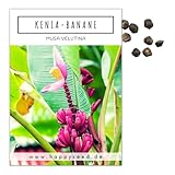 Kenia Bananen Samen (Musa velutina) - Exotische rosa Zwergbanane mit...