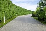 10 Thuja Brabant 110-130cm XXl ohne Topf gemessen frisch vom Feld Gartenhecke...