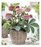 BALDUR Garten Christrosen 'Double Ellen Picotée', 1 Pflanze, Helleborus niger...