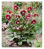 BALDUR-Garten Christrose 'ViV® Victoria',1 Pflanze