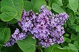 Gemeiner Flieder Wildflieder Syringa Vulgaris violette Blüte 40-60 cm hoch