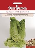 Dürr-Samen Zichoriensalat Zuckerhut Saatgut