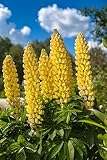 150 + Samen Gelbe Süß Lupine Lupinus luteus Bienen Schmetterlinge Wildpflanze