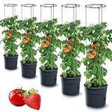 Tymar Tomatentopf, Tomatenkübel, Tomatenpflanze, Tomaten Balkon, mit Rankhilfe...