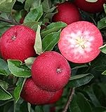 Apfelbaum `Rosette ®´, rotfleischiger Sommerapfel, kleinbleibender Baum,...