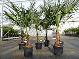 gruenwaren jakubik Trachycarpus fortunei 130-150 cm Palme Hanfpalme, winterhart...
