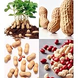 Damaichuhai 100 Sorgfältig Ausgewählte Erdnusssamen, Geeignet Für Die Aussaat...