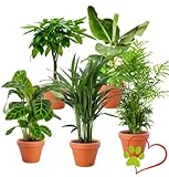 5er-Pflanzen-Set “Tierfreund”, +/- 30-60cm, ø 12-15cm Topf, Bergpalme,...