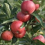 Gala Herbstapfel sehr süß und aromatisch Apfelbaum Buschbaum 110-140 cm...