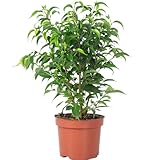 Birkenfeige 'Natasja' verzweigt - pflegeleichte Zimmerpflanze, Ficus benjamini -...