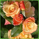 Kletterrose Moonlight in Kupfer-Gelb - Rosa - Kletter-Rose winterhart & duftend...