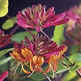 Lonicera heckrottii 'Goldflame' 60-80 cm – Duftende Kletterpflanze für Garten...