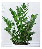 BALDUR Garten Zamioculcas, 1 Pflanze, Glücksfeder, Zamie, Zamia Farn, Zamia...