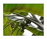 ★★ Essbare Blaue Banane ★★ -musa itinerans- 10 Samen -Winterhart bis -20...