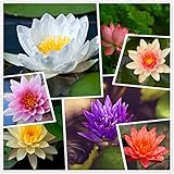 Lebende aquatische rustikale Seerosen-Blumenpflanze, gemischte Farben...