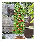 BALDUR Garten Säulen-Nektarine 'Licecol®', 1 Pflanze, Nektarinenbaum, Prunus...