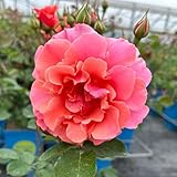 Kletterrose „Alibaba' - lachsrosa blühende Topfrose im 6 L Topf - frisch aus...