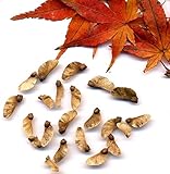 Fächer-Ahorn (Acer palmatum) 20 Samen -Winterhart- *Bonsai geeignet*