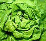 Salat für das ganze Jahr - Kopfsalat All Year Round Butterhead - Salate - 500...