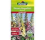 Dehner Blumen-Saatgut, Riesen-Fingerhut, 'Mischung', 5er pack (5 x 0.8 g)