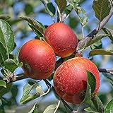 Ingrid Marie Apfel Apfelbaum Obstbaum kleinbleibend Herbstapfel Lagerapfel...