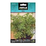 Batlle Kräutersamen - Weinraute (Samen - 50cm)