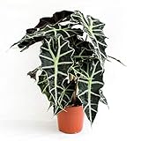 Alocasia Polly 35 cm - Pfeilblatt Elefantenohr Tropenwurz | Pflegeleichte...