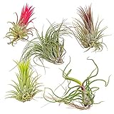 Bloomique - 5er Mix - Tillandsia - Tillandsien - Luftpflanzen Echt - Sehr...