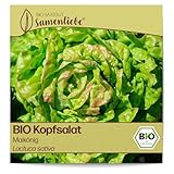 Samenliebe BIO Kopfsalat Samen alte Sorte Maikönig butterzarter Wintersalat...