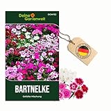 Bartnelke Gefüllte Mischung Samen - Dianthus barbatus - Nelkensamen -...