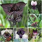 Schwarze Fledermausblume Samen, steingartenpflanzen winterhart Tacca chantrieri,...